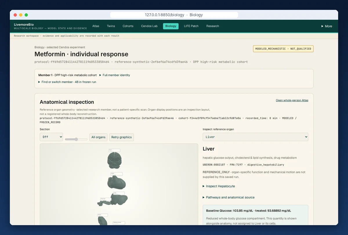 Biology view of one cohort member's metformin response: reference organ geometry with the liver selected, its ontology identifiers, and baseline versus treated glucose from the frozen run